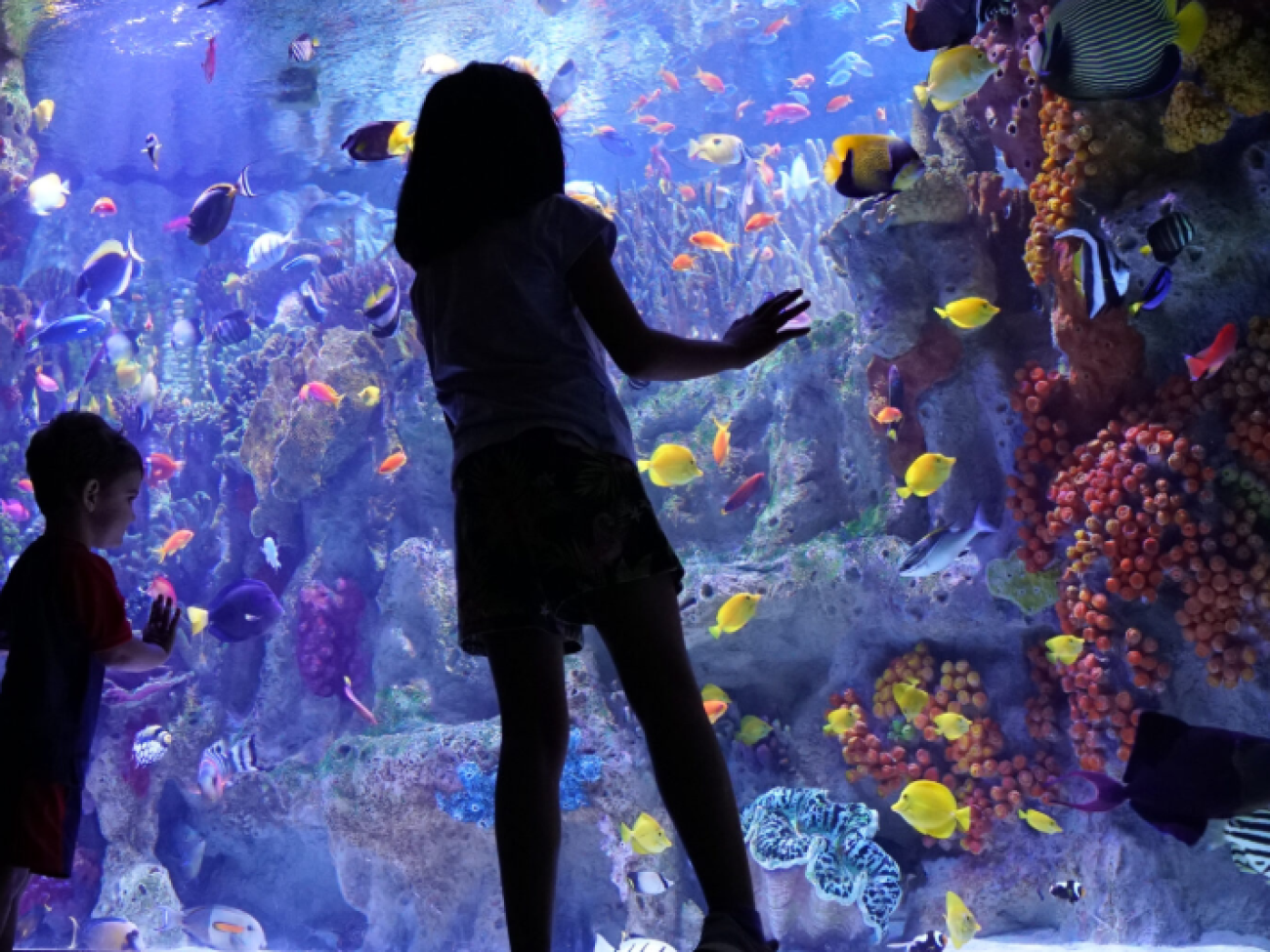 Salem Days New England Aquarium